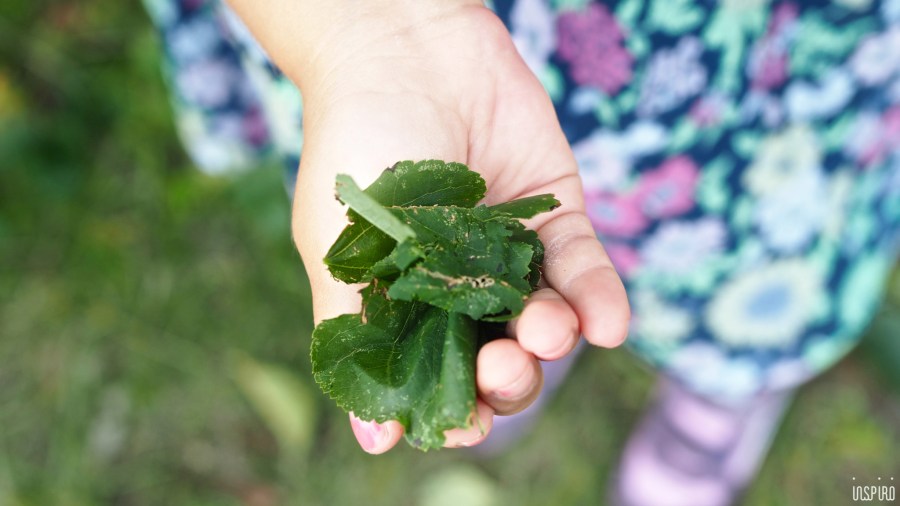 Dom Kultuty INSPIRO16